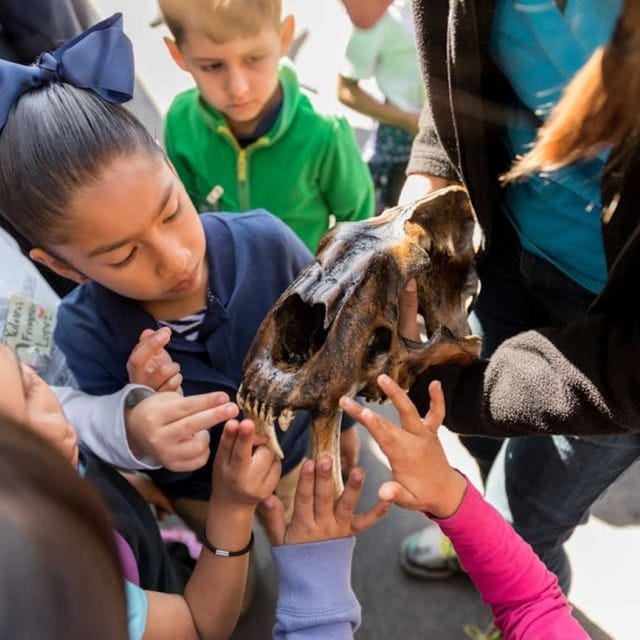 La Brea Tar Pits Museum - Photo 1 of 3